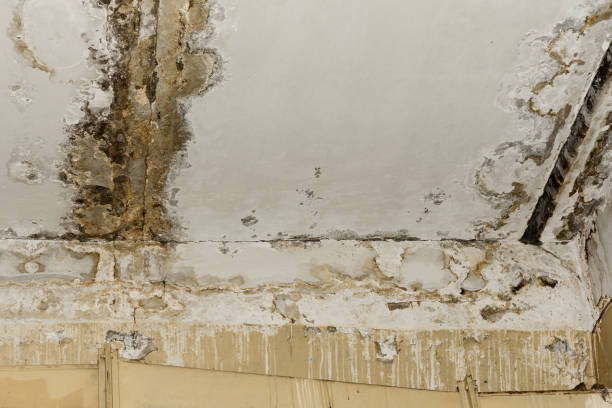 Trusted Ocean Ridge, FL Mold Inspection, Removal & Remediation Experts